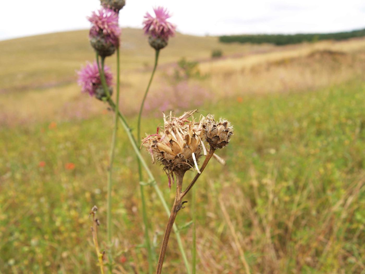 Knapweed, Greater fruit